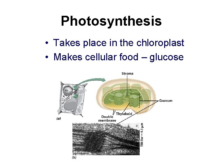 Photosynthesis • Takes place in the chloroplast • Makes cellular food – glucose 