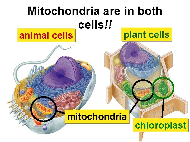 Mitochondria are in both cells!! animal cells plant cells mitochondria chloroplast 