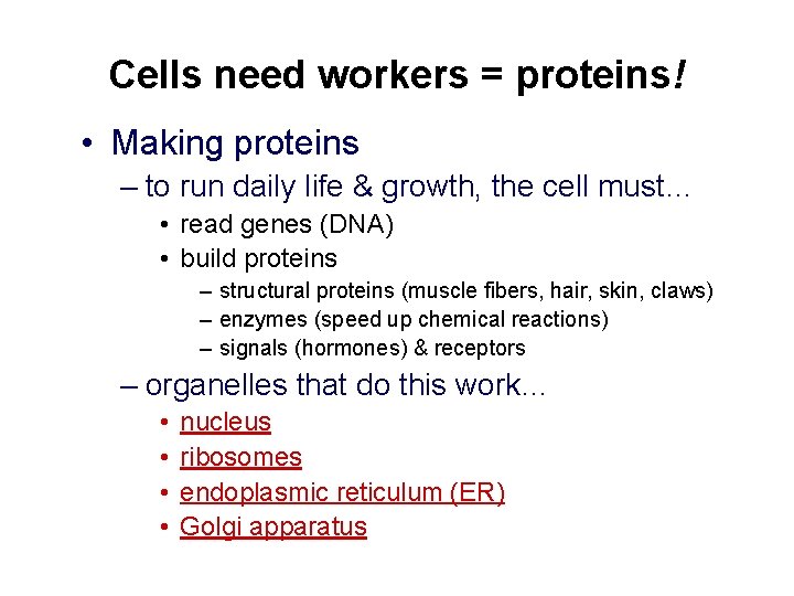 Cells need workers = proteins! • Making proteins – to run daily life &
