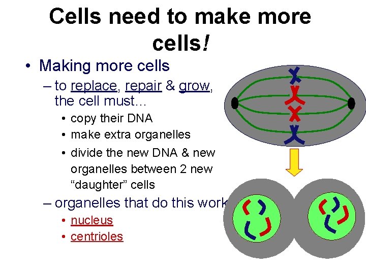 Cells need to make more cells! • Making more cells – to replace, repair