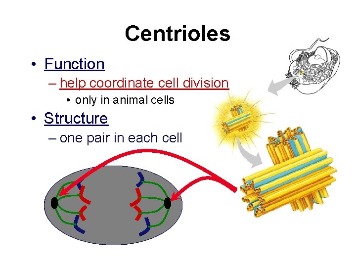 Centrioles • Function – help coordinate cell division • only in animal cells •