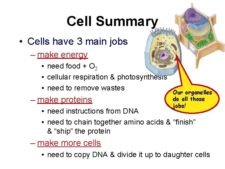 Cell Summary • Cells have 3 main jobs – make energy • need food