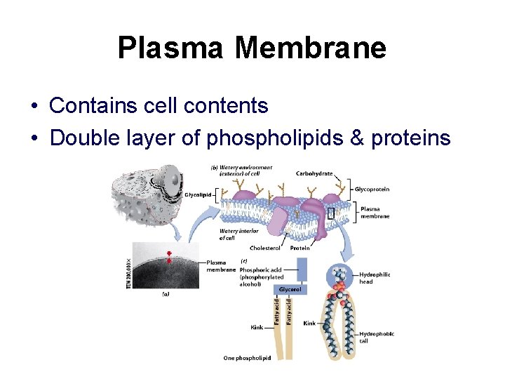 Plasma Membrane • Contains cell contents • Double layer of phospholipids & proteins 