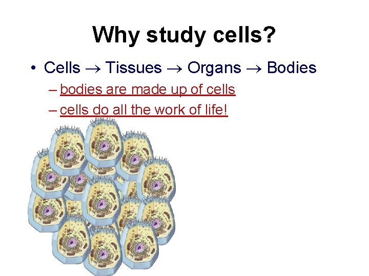 Why study cells? • Cells Tissues Organs Bodies – bodies are made up of