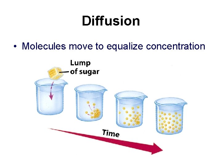 Diffusion • Molecules move to equalize concentration 