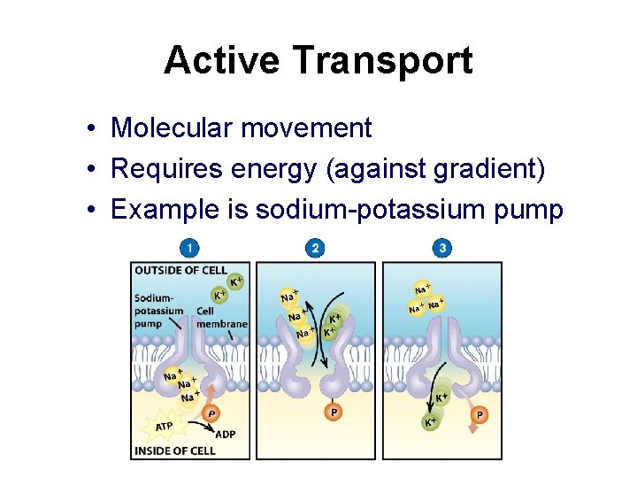 Active Transport • Molecular movement • Requires energy (against gradient) • Example is sodium-potassium