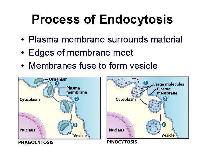 Process of Endocytosis • Plasma membrane surrounds material • Edges of membrane meet •