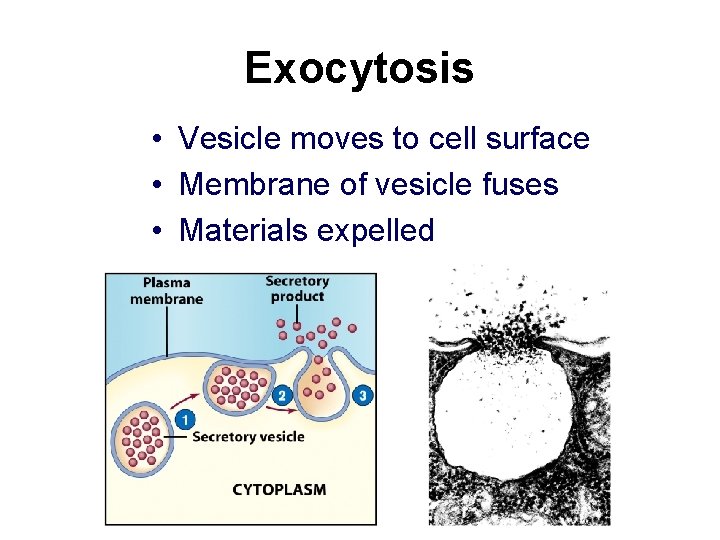 Exocytosis • Vesicle moves to cell surface • Membrane of vesicle fuses • Materials