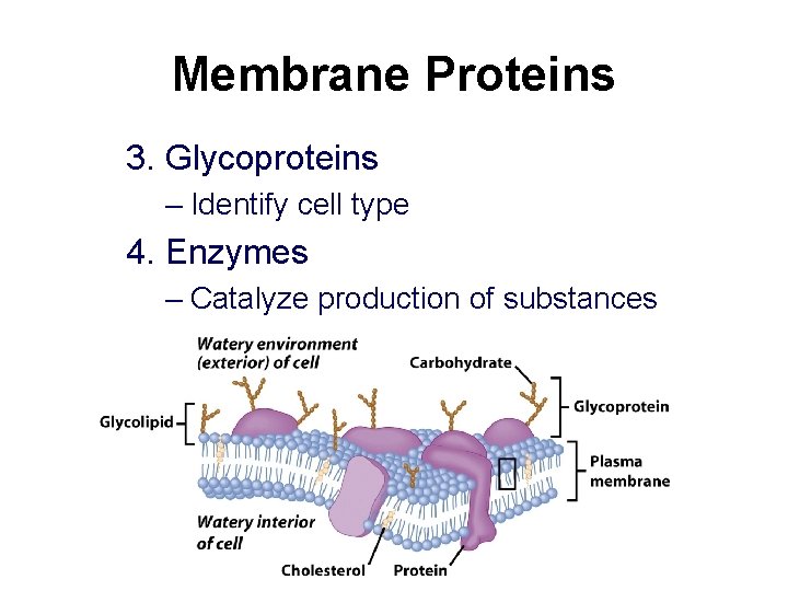 Membrane Proteins 3. Glycoproteins – Identify cell type 4. Enzymes – Catalyze production of