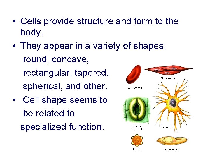  • Cells provide structure and form to the body. • They appear in