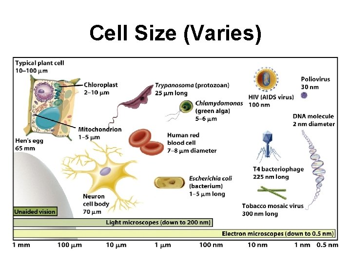 Cell Size (Varies) 
