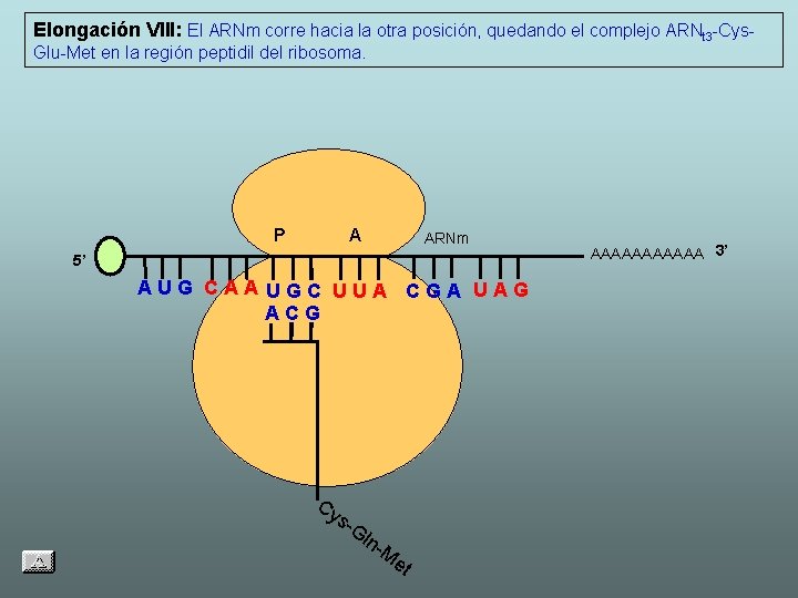 Elongación VIII: El ARNm corre hacia la otra posición, quedando el complejo ARNt 3