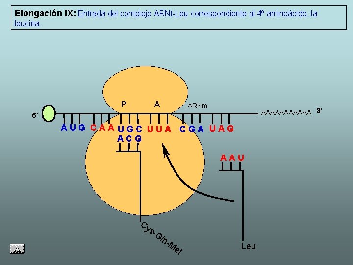 Elongación IX: Entrada del complejo ARNt-Leu correspondiente al 4º aminoácido, la leucina. P A