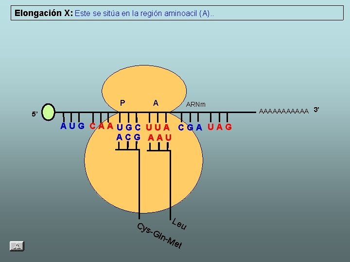 Elongación X: Este se sitúa en la región aminoacil (A). . P A ARNm