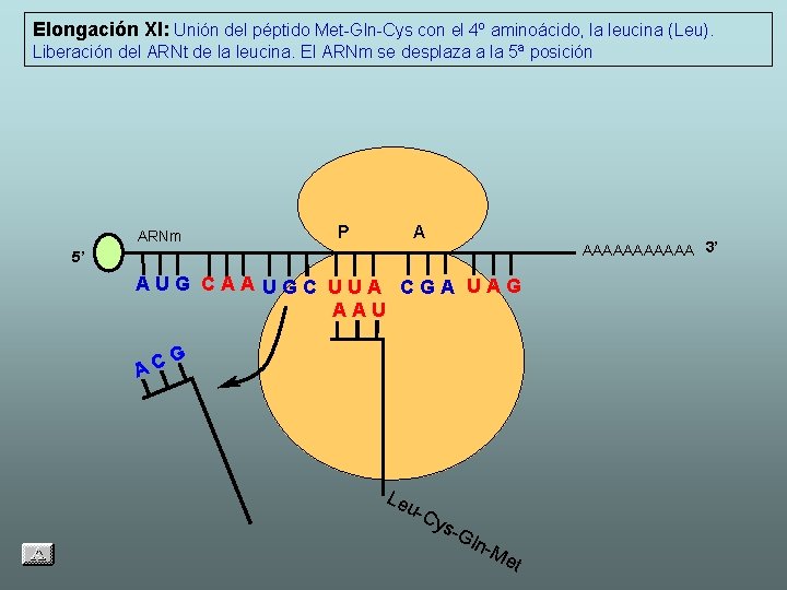 Elongación XI: Unión del péptido Met-Gln-Cys con el 4º aminoácido, la leucina (Leu). Liberación