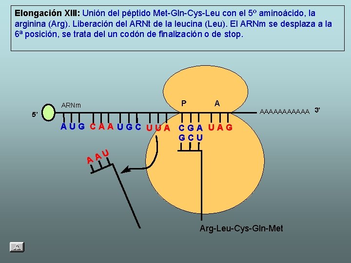 Elongación XIII: Unión del péptido Met-Gln-Cys-Leu con el 5º aminoácido, la arginina (Arg). Liberación