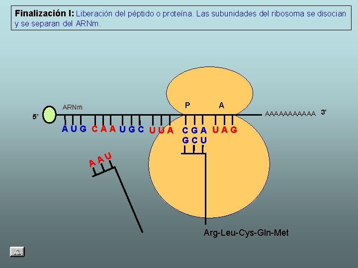 Finalización I: Liberación del péptido o proteína. Las subunidades del ribosoma se disocian y