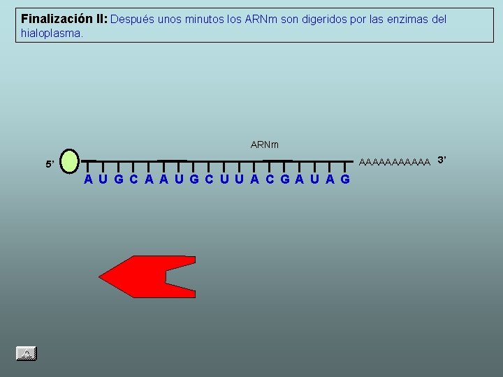 Finalización II: Después unos minutos los ARNm son digeridos por las enzimas del hialoplasma.