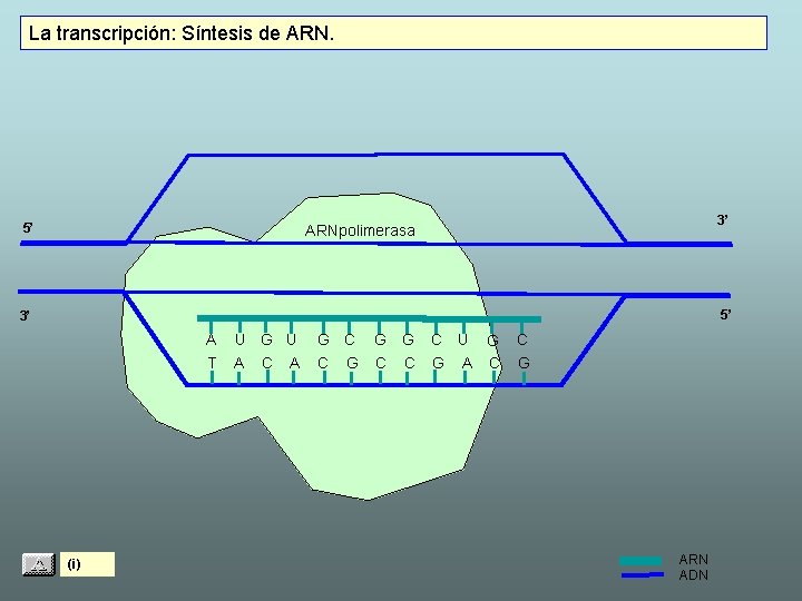 La transcripción: Síntesis de ARN. 5’ 3’ ARNpolimerasa 5’ 3’ A T (i) U