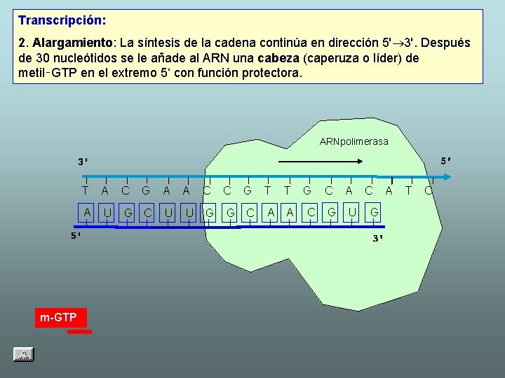 Transcripción: 2. Alargamiento: La síntesis de la cadena continúa en dirección 5' 3'. Después