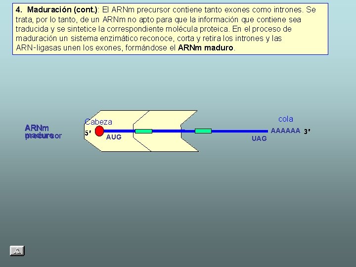 4. Maduración (cont. ): El ARNm precursor contiene tanto exones como intrones. Se trata,