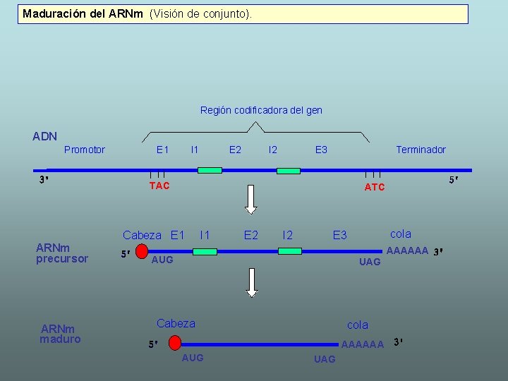 Maduración del ARNm (Visión de conjunto). Región codificadora del gen ADN Promotor E 1