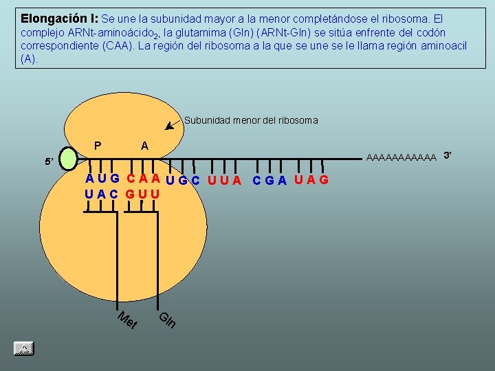 Elongación I: Se une la subunidad mayor a la menor completándose el ribosoma. El