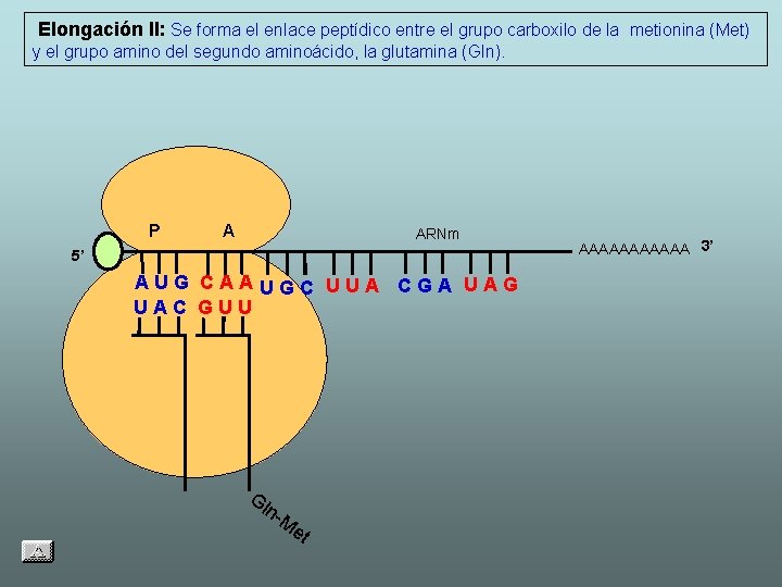 Elongación II: Se forma el enlace peptídico entre el grupo carboxilo de la metionina
