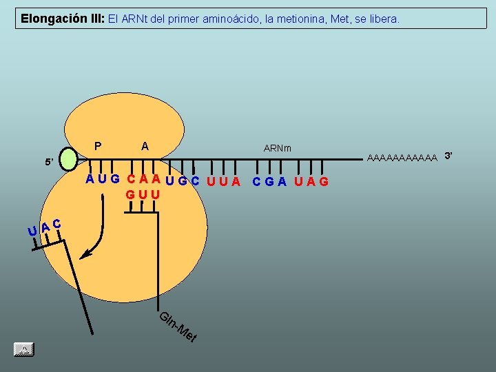 Elongación III: El ARNt del primer aminoácido, la metionina, Met, se libera. P A