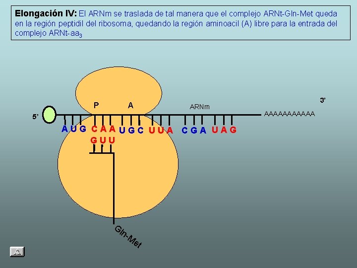 Elongación IV: El ARNm se traslada de tal manera que el complejo ARNt-Gln-Met queda