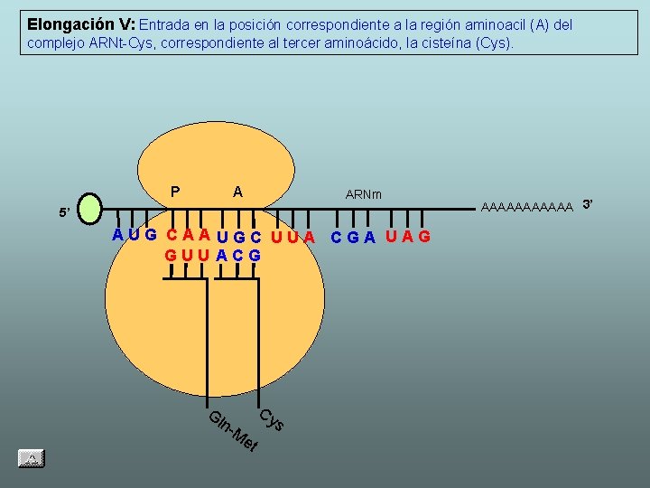 Elongación V: Entrada en la posición correspondiente a la región aminoacil (A) del complejo