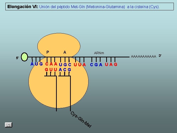 Elongación VI: Unión del péptido Met-Gln (Metionina-Glutamina) a la cisteína (Cys). P A ARNm