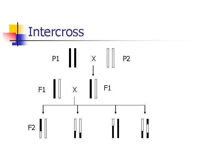 Intercross P 1 F 2 X X P 2 F 1 