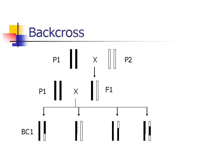 Backcross P 1 BC 1 X X P 2 F 1 