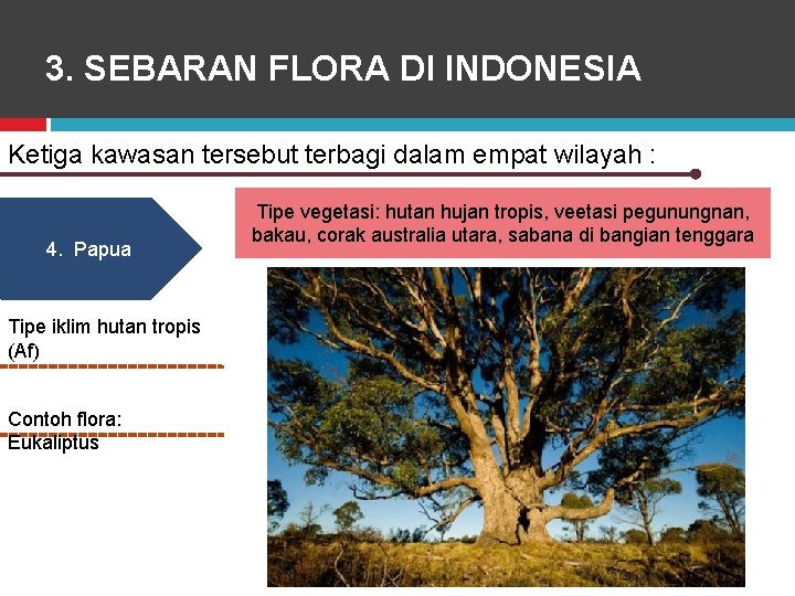 3. SEBARAN FLORA DI INDONESIA Ketiga kawasan tersebut terbagi dalam empat wilayah : 4.