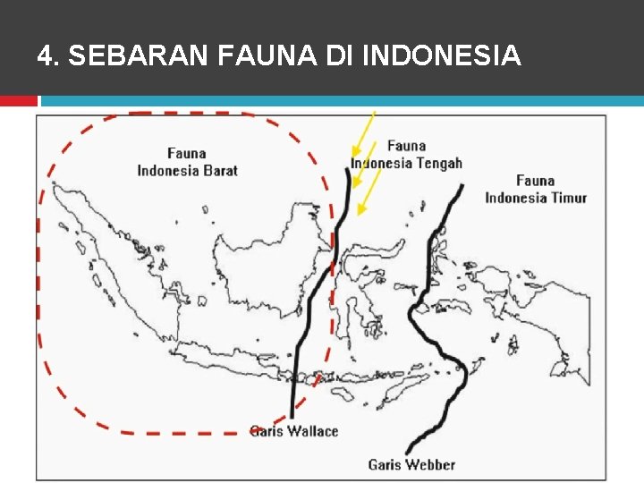 4. SEBARAN FAUNA DI INDONESIA 
