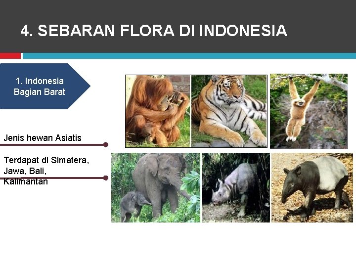 4. SEBARAN FLORA DI INDONESIA 1. Indonesia Bagian Barat Jenis hewan Asiatis Terdapat di