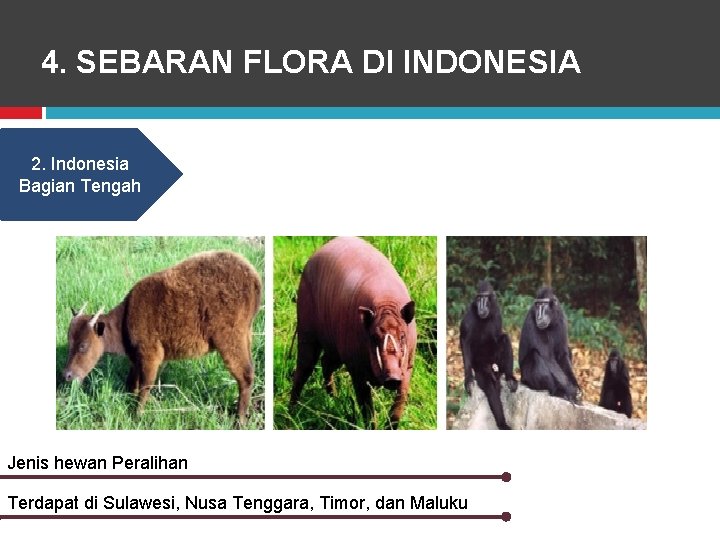 4. SEBARAN FLORA DI INDONESIA 2. Indonesia Bagian Tengah Jenis hewan Peralihan Terdapat di
