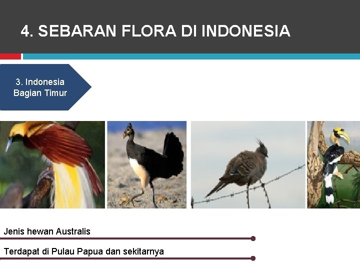 4. SEBARAN FLORA DI INDONESIA 3. Indonesia Bagian Timur Jenis hewan Australis Terdapat di