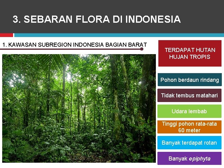 3. SEBARAN FLORA DI INDONESIA 1. KAWASAN SUBREGION INDONESIA BAGIAN BARAT TERDAPAT HUTAN HUJAN