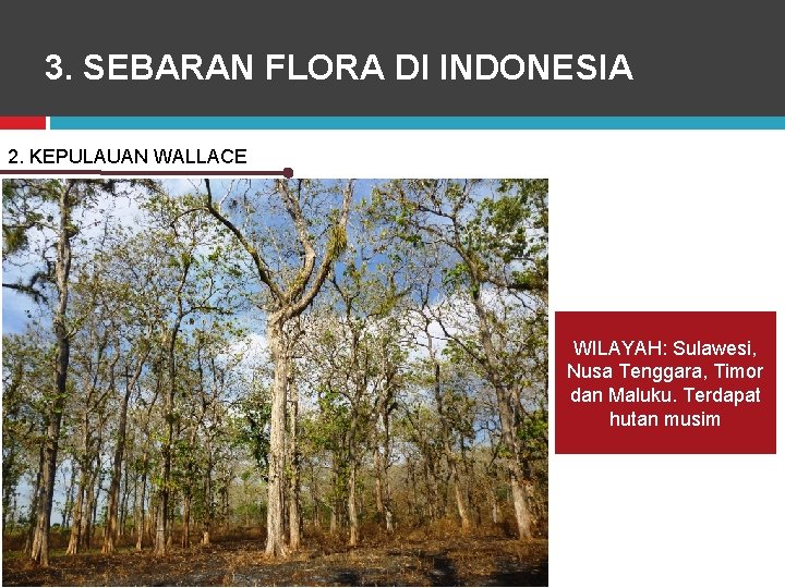 3. SEBARAN FLORA DI INDONESIA 2. KEPULAUAN WALLACE WILAYAH: Sulawesi, Nusa Tenggara, Timor dan