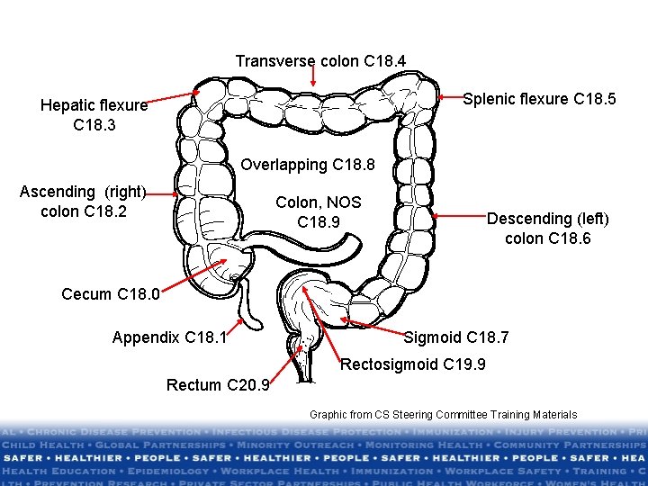 Transverse colon C 18. 4 Splenic flexure C 18. 5 Hepatic flexure C 18. Transverse colon C 18. 4 Splenic flexure C 18. 5 Hepatic flexure C 18.
