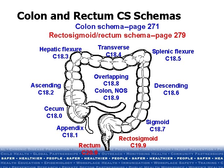Colon and Rectum CS Schemas Colon schema--page 271 Rectosigmoid/rectum schema--page 279 Hepatic flexure C Colon and Rectum CS Schemas Colon schema--page 271 Rectosigmoid/rectum schema--page 279 Hepatic flexure C