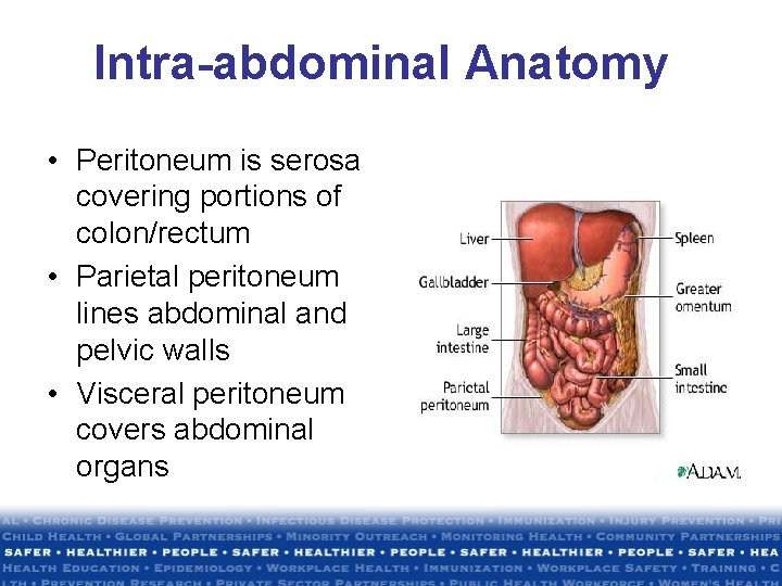 Intra-abdominal Anatomy • Peritoneum is serosa covering portions of colon/rectum • Parietal peritoneum lines Intra-abdominal Anatomy • Peritoneum is serosa covering portions of colon/rectum • Parietal peritoneum lines