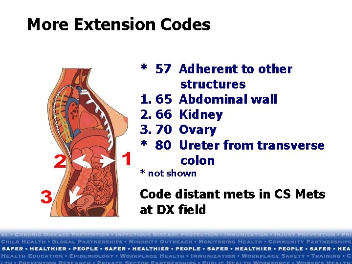 More Extension Codes * 57 Adherent to other structures 1. 65 Abdominal wall 2. More Extension Codes * 57 Adherent to other structures 1. 65 Abdominal wall 2.