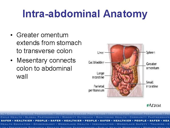 Intra-abdominal Anatomy • Greater omentum extends from stomach to transverse colon • Mesentary connects Intra-abdominal Anatomy • Greater omentum extends from stomach to transverse colon • Mesentary connects