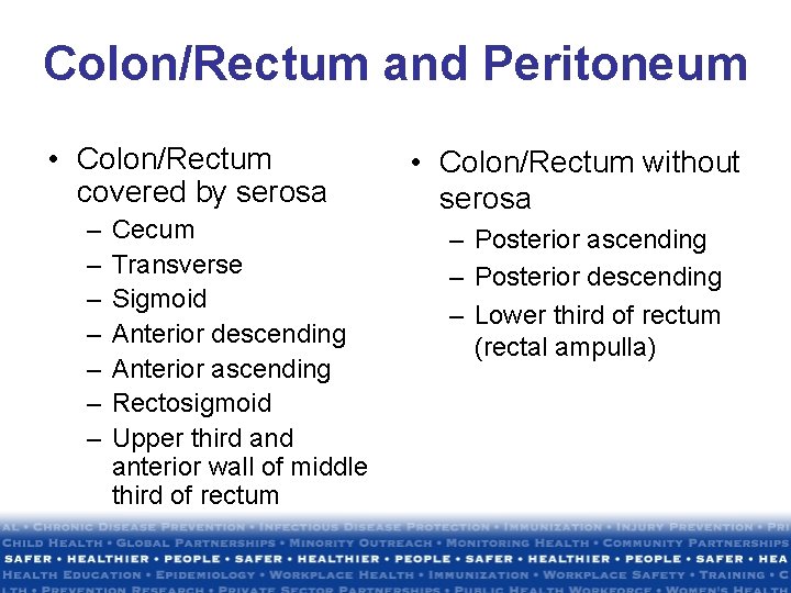 Colon/Rectum and Peritoneum • Colon/Rectum covered by serosa – – – – Cecum Transverse Colon/Rectum and Peritoneum • Colon/Rectum covered by serosa – – – – Cecum Transverse