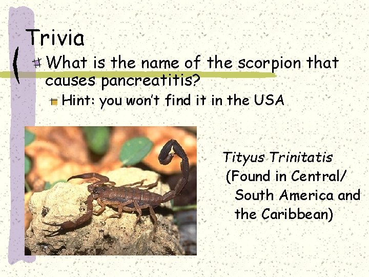 Trivia What is the name of the scorpion that causes pancreatitis? Hint: you won’t Trivia What is the name of the scorpion that causes pancreatitis? Hint: you won’t