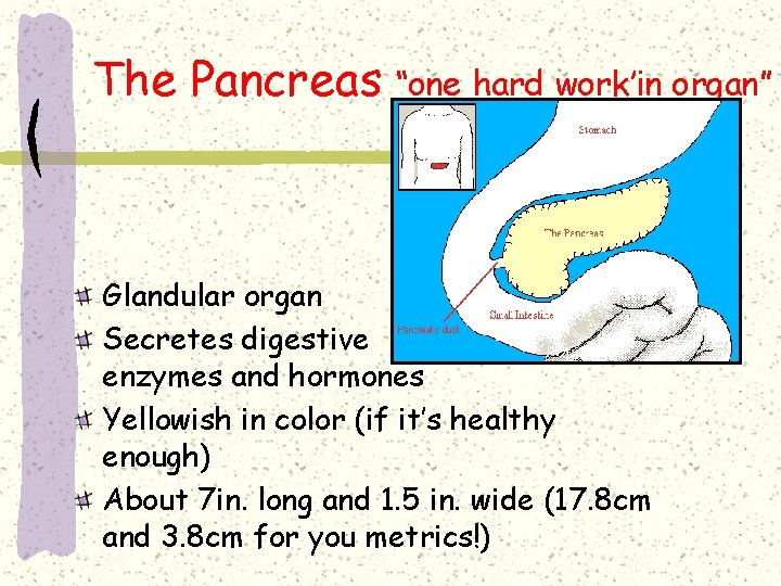 The Pancreas “one hard work’in organ” Glandular organ Secretes digestive enzymes and hormones Yellowish The Pancreas “one hard work’in organ” Glandular organ Secretes digestive enzymes and hormones Yellowish