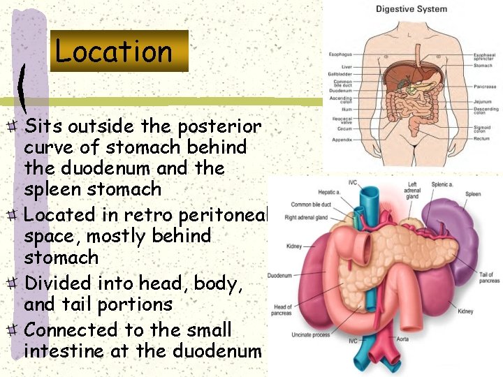 Location Sits outside the posterior curve of stomach behind the duodenum and the spleen Location Sits outside the posterior curve of stomach behind the duodenum and the spleen
